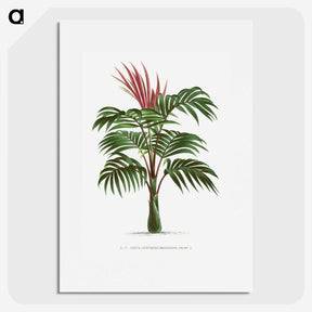 1-1_Les-Palmiers-Histoire-Iconographique_picture
