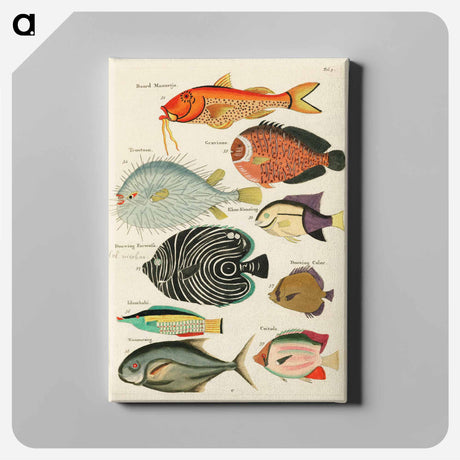 アートパネル-Moluccan Fishes
 - ルイ ルナール Canvas.