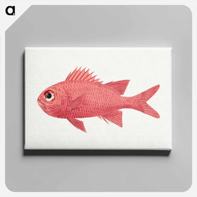 アートパネル-Unidentified Fish
 - ルイージ バルガーニ Canvas.