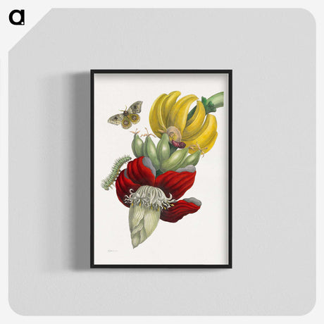 1-1_Maria-Sibylla-Merian_blk-crop