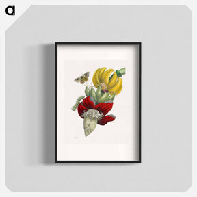 アートポスター-Inflorescence of Banana
 - マリア ジビーラ メーリアン Poster.