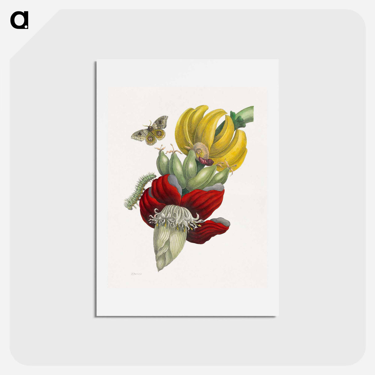 アートポストカード-Inflorescence of Banana
 - マリア ジビーラ メーリアン Postcard.