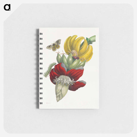 アートメモ帳-Inflorescence of Banana
 - マリア ジビーラ メーリアン Memo.