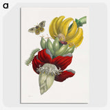 1-1_Maria-Sibylla-Merian_picture-crop