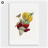 1-1_Maria-Sibylla-Merian_picture