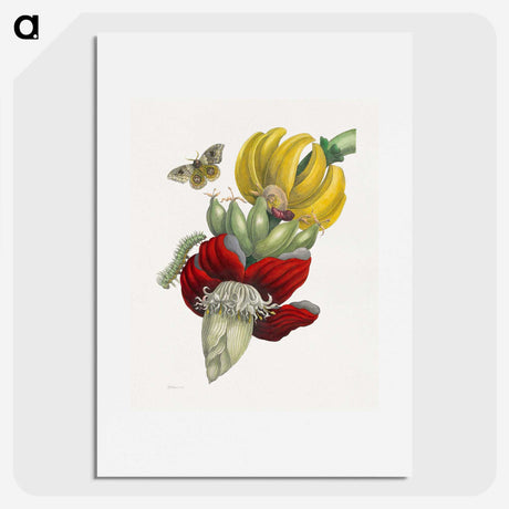 1-1_Maria-Sibylla-Merian_picture