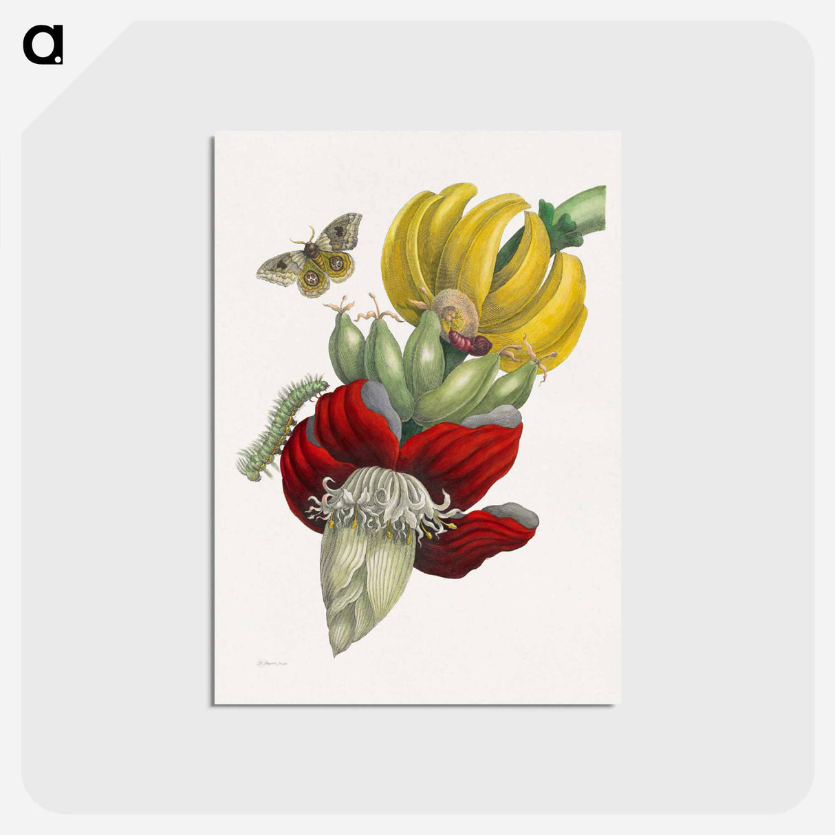 アートポストカード-Inflorescence of Banana
 - マリア ジビーラ メーリアン Postcard.