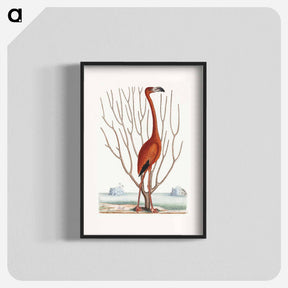アートポスター-Flamingo
 - マーク ケイツビー Poster.