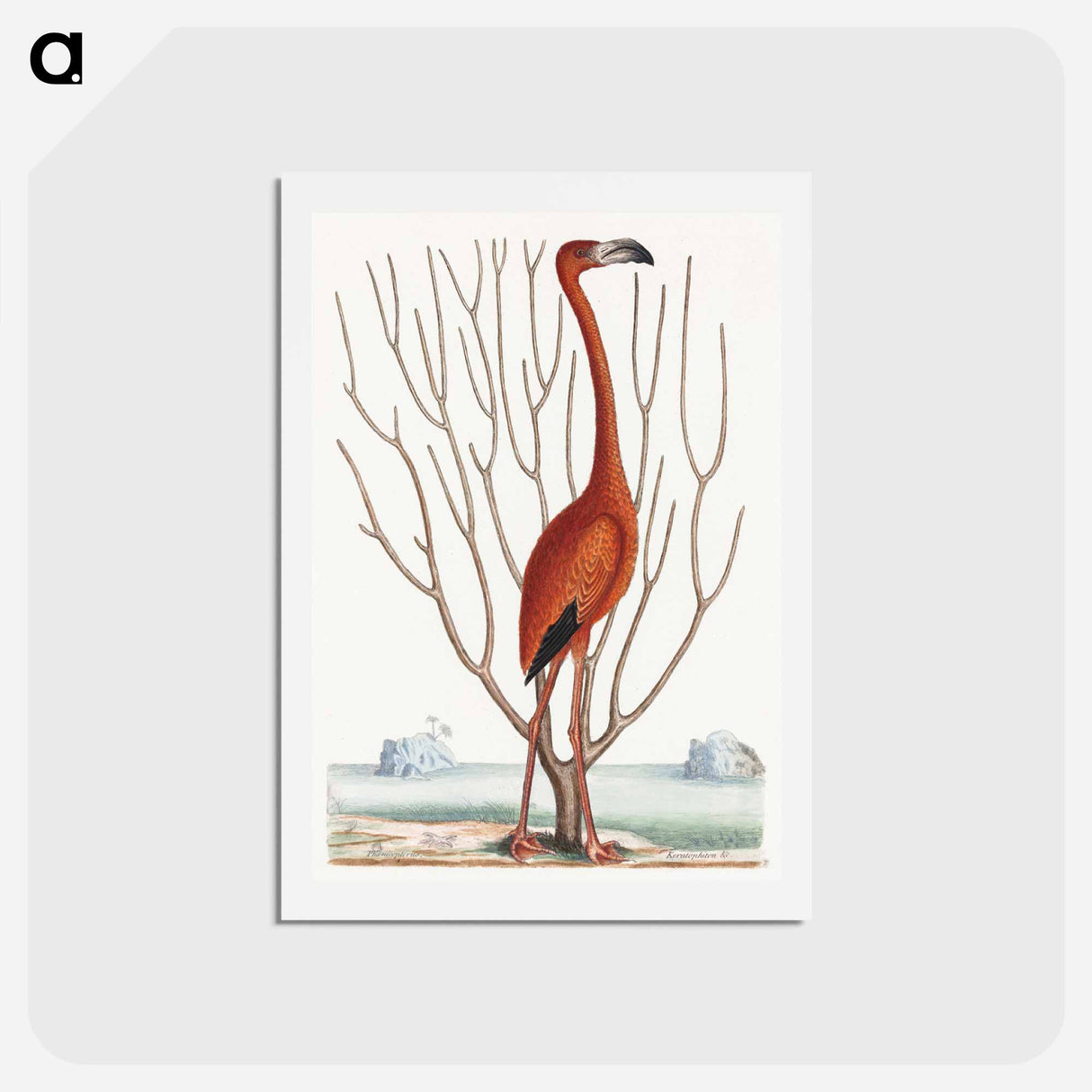 アートポストカード-Flamingo
 - マーク ケイツビー Postcard.