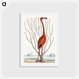 アートポストカード-Flamingo
 - マーク ケイツビー Postcard.