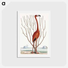 アートポストカード-Flamingo
 - マーク ケイツビー Postcard.