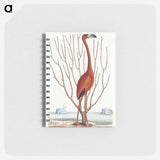 アートメモ帳-Flamingo
 - マーク ケイツビー Memo.