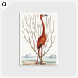1-1_Mark-Catesby_postcard