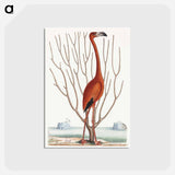 アートポストカード-Flamingo
 - マーク ケイツビー Postcard.