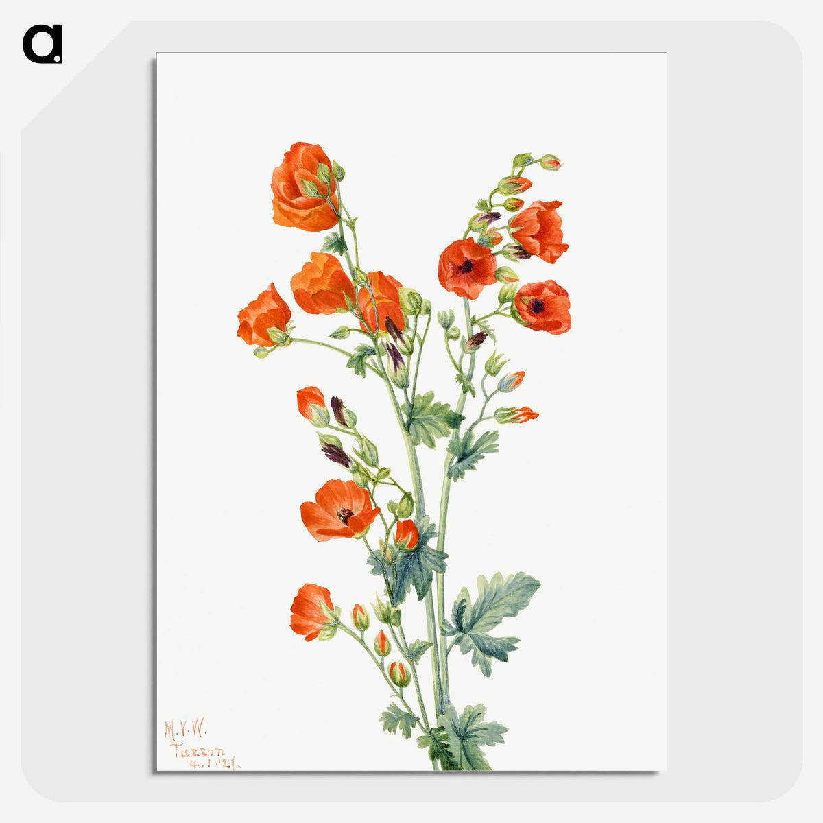 1-1_Mary-Vaux-Walcott_picture-crop