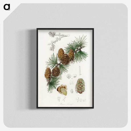 1-1_Medical-Botany_blk-crop