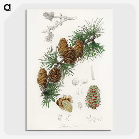 1-1_Medical-Botany_picture-crop