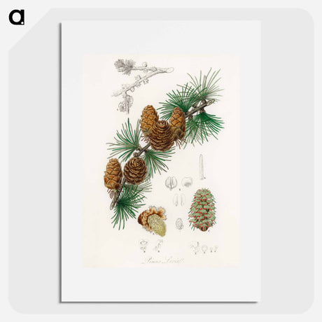 アートポスター-Linus Larix
 - 薬用植物学 Poster.