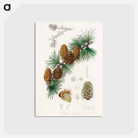 アートポストカード-Linus Larix
 - 薬用植物学 Postcard.