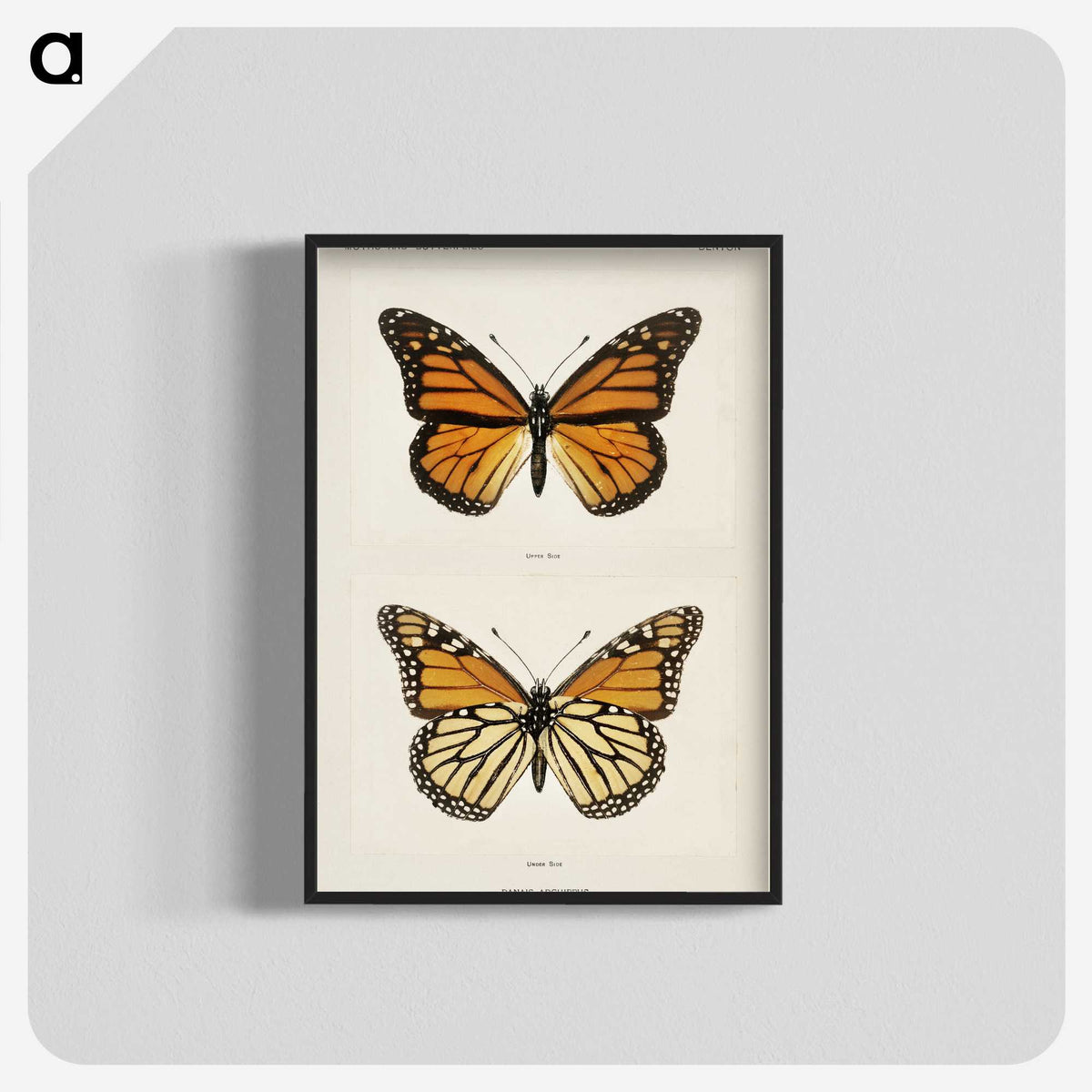 1-1_Moths-and-Butterflies-of-the-United-States_blk-crop