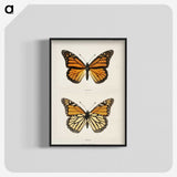 1-1_Moths-and-Butterflies-of-the-United-States_blk-crop