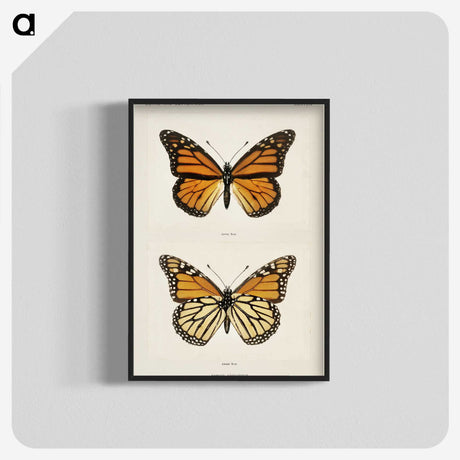 1-1_Moths-and-Butterflies-of-the-United-States_blk-crop