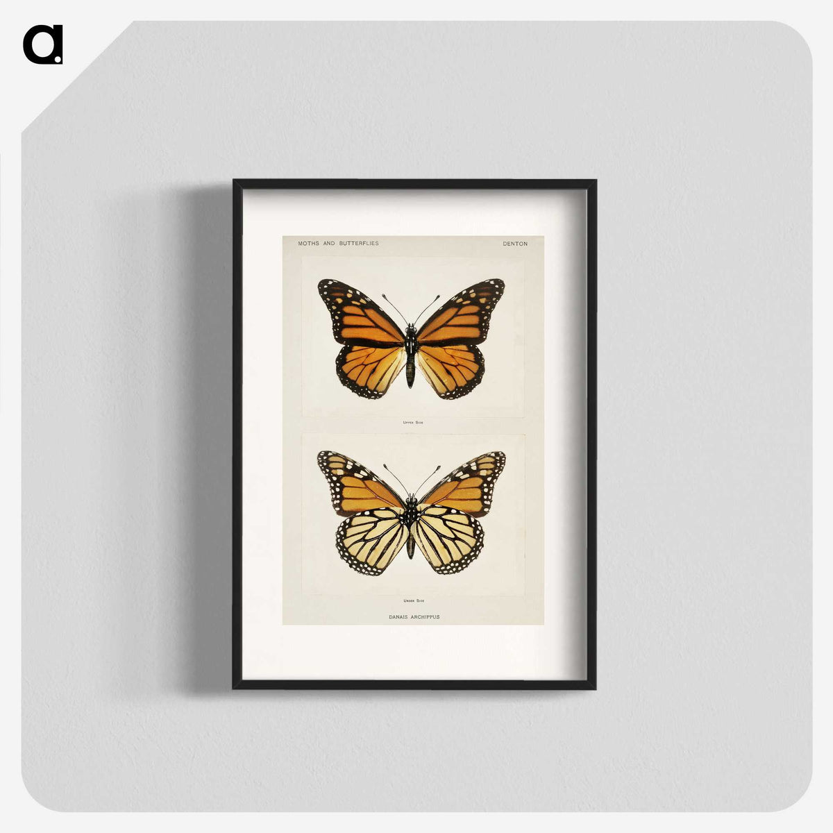 1-1_Moths-and-Butterflies-of-the-United-States_blk