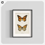 1-1_Moths-and-Butterflies-of-the-United-States_blk