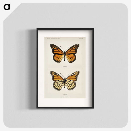 1-1_Moths-and-Butterflies-of-the-United-States_blk