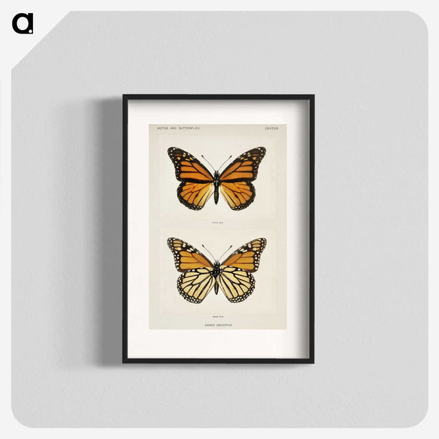 1-1_Moths-and-Butterflies-of-the-United-States_blk