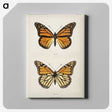 1-1_Moths-and-Butterflies-of-the-United-States_canvas