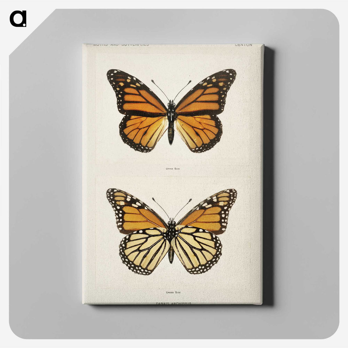 1-1_Moths-and-Butterflies-of-the-United-States_canvas