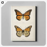 1-1_Moths-and-Butterflies-of-the-United-States_canvas