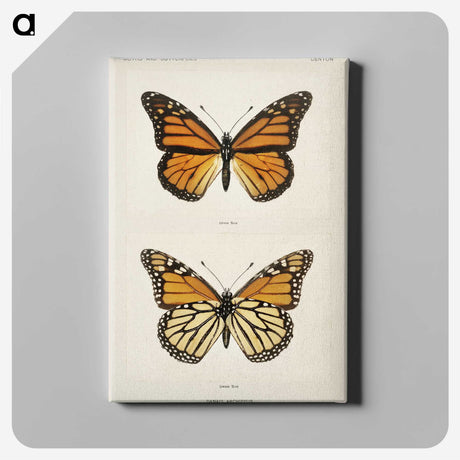 1-1_Moths-and-Butterflies-of-the-United-States_canvas