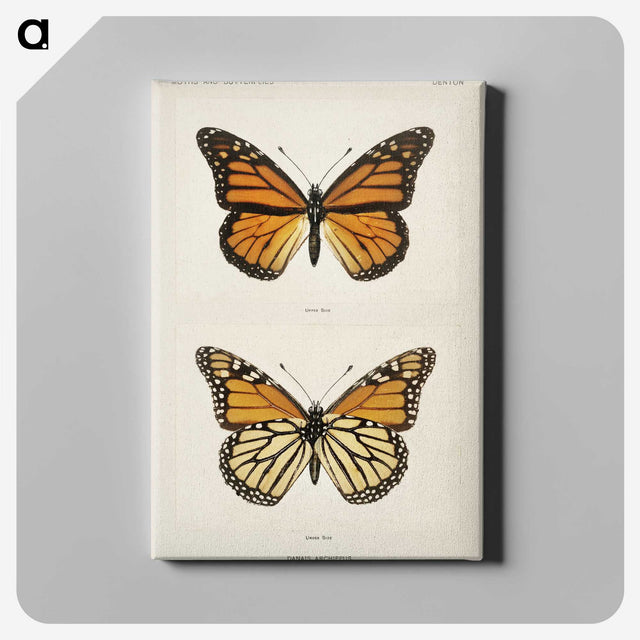 1-1_Moths-and-Butterflies-of-the-United-States_canvas