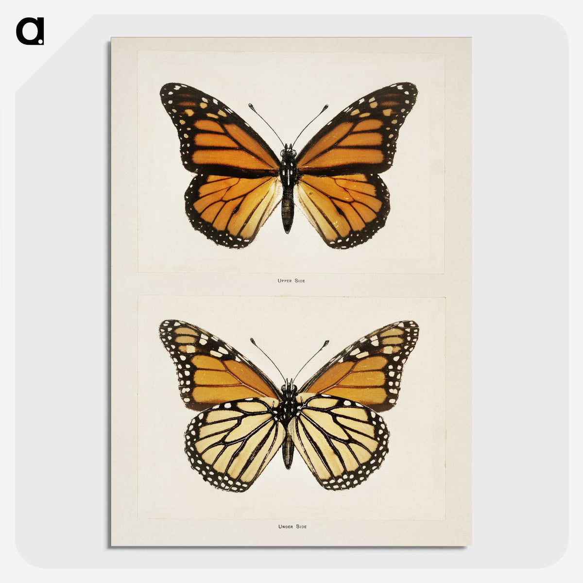 1-1_Moths-and-Butterflies-of-the-United-States_picture-crop