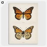 1-1_Moths-and-Butterflies-of-the-United-States_picture-crop