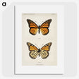 1-1_Moths-and-Butterflies-of-the-United-States_picture