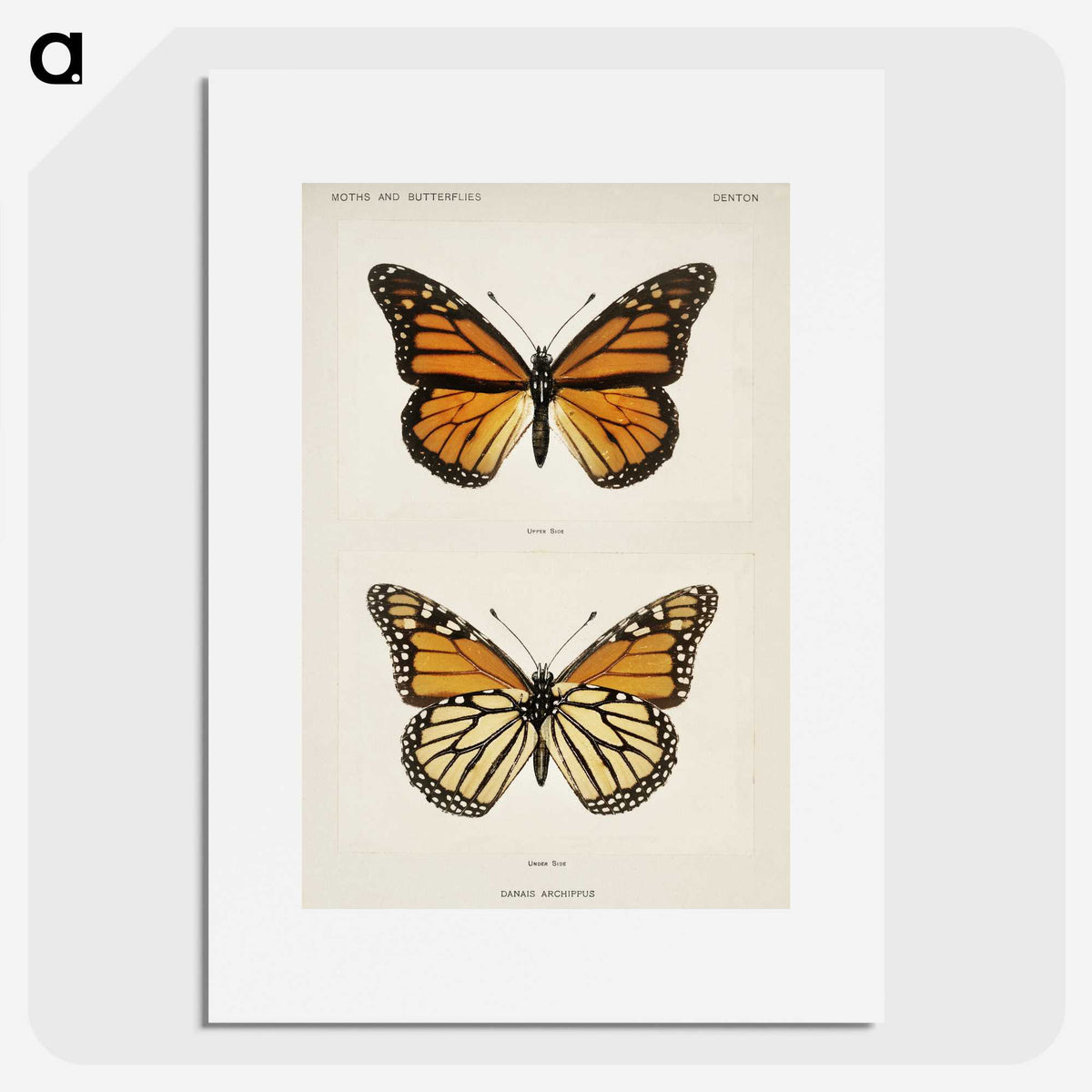 1-1_Moths-and-Butterflies-of-the-United-States_picture