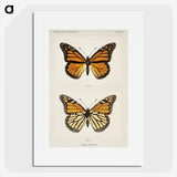 1-1_Moths-and-Butterflies-of-the-United-States_picture