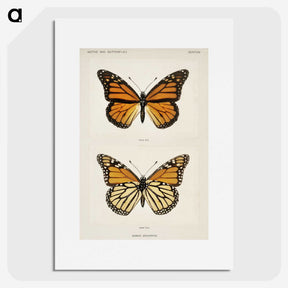 1-1_Moths-and-Butterflies-of-the-United-States_picture