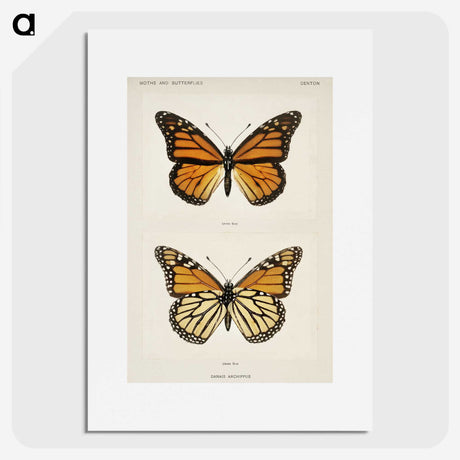 1-1_Moths-and-Butterflies-of-the-United-States_picture