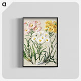 1-1_Native-Flowering-Plants-of-New-Zealand_blk-crop