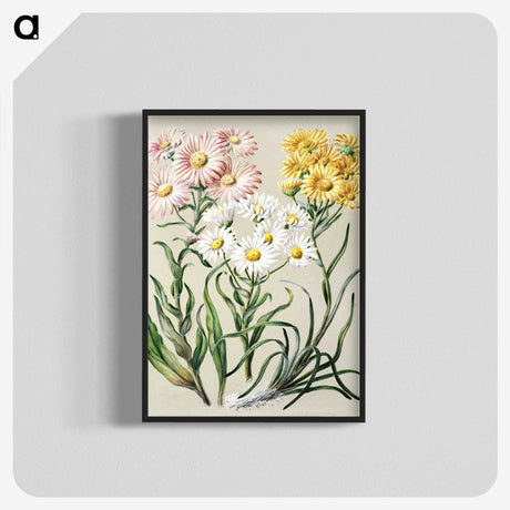 1-1_Native-Flowering-Plants-of-New-Zealand_blk-crop