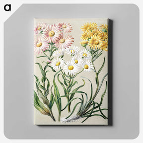 1-1_Native-Flowering-Plants-of-New-Zealand_canvas