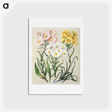 1-1_Native-Flowering-Plants-of-New-Zealand_hagaki