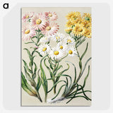 1-1_Native-Flowering-Plants-of-New-Zealand_picture-crop