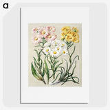 1-1_Native-Flowering-Plants-of-New-Zealand_picture