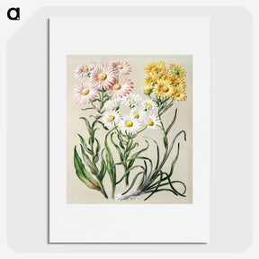 1-1_Native-Flowering-Plants-of-New-Zealand_picture