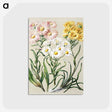 1-1_Native-Flowering-Plants-of-New-Zealand_postcard